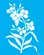 STENCIL  20x25 - 3358 - FLOR ERYSIMUM
