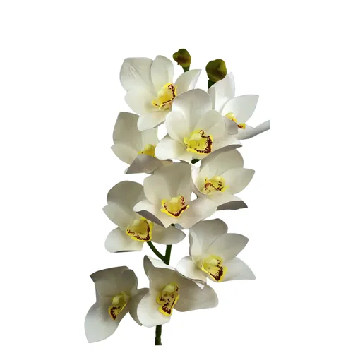 Orquidea Cymbidium - Branco