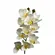 Orquidea Cymbidium - Branco