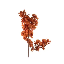 Folha de Orquidea com Raiz