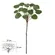 F.FOLHA POLYSCIAS REAL TOQUE (VERDE) 50cm  - 41680001 - FA