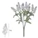 B.LAVANDA X10 (CREME LAVANDA) 32cm - 26871004 - FA